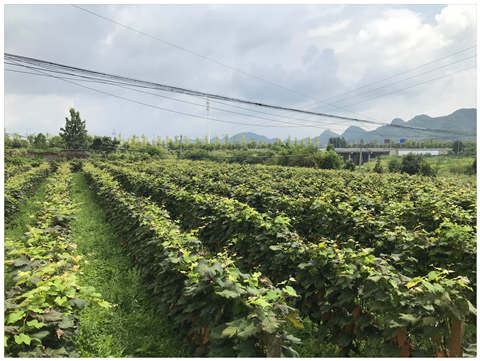 中国·6163天河(股份)有限公司-官方网站